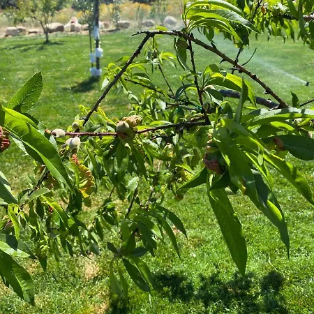 Casale Zacco Miccio רוסוליני